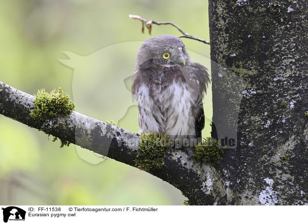 Eurasian pygmy owl / FF-11538