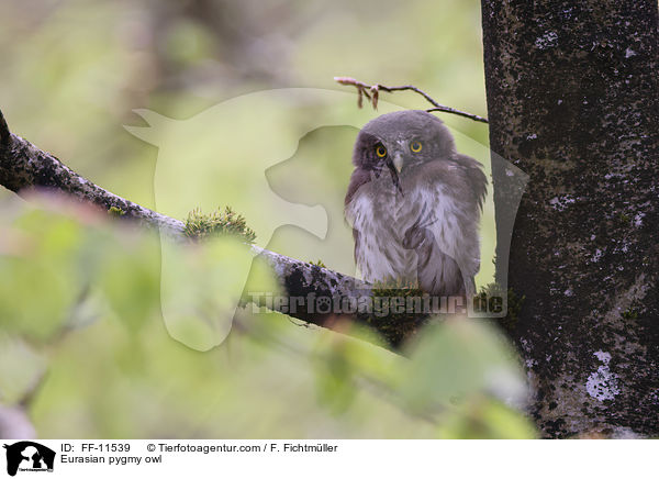 Eurasian pygmy owl / FF-11539