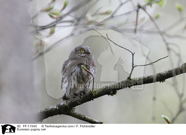 Eurasian pygmy owl / FF-11540