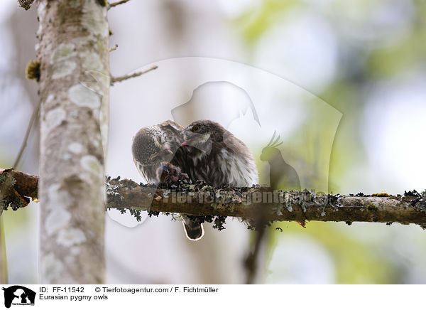 Eurasian pygmy owls / FF-11542