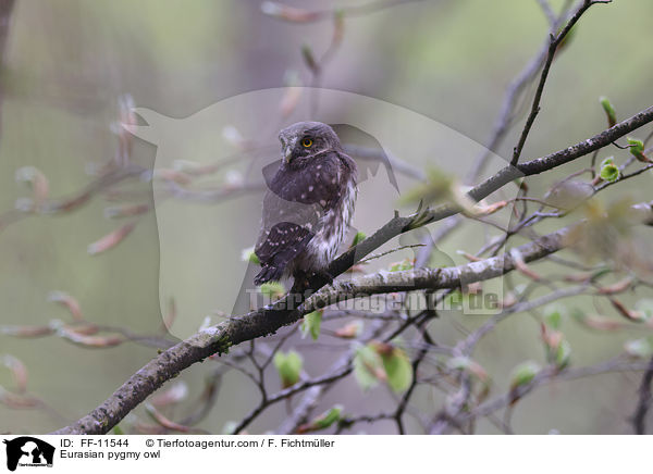 Eurasian pygmy owl / FF-11544