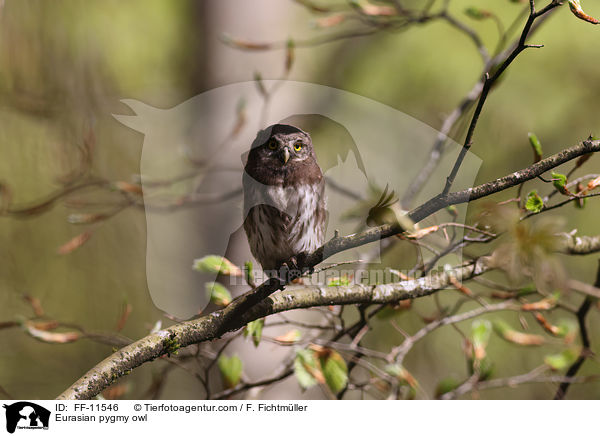 Eurasian pygmy owl / FF-11546