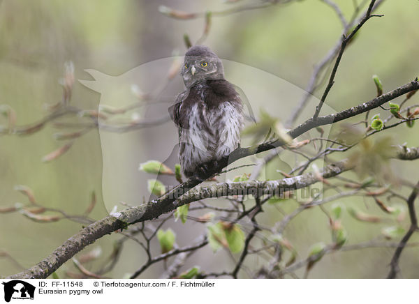 Eurasian pygmy owl / FF-11548