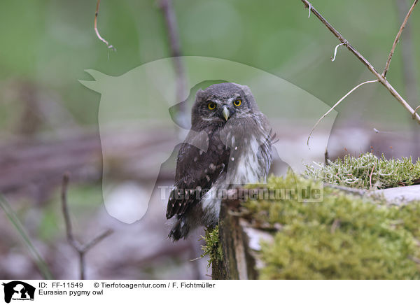 Eurasian pygmy owl / FF-11549