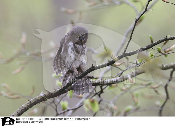 Eurasian pygmy owl / FF-11551