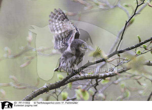 Eurasian pygmy owl / FF-11552