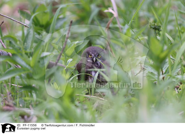 Eurasian pygmy owl / FF-11556
