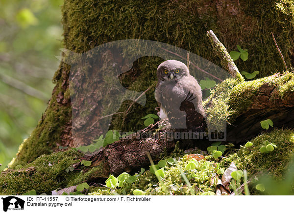 Eurasian pygmy owl / FF-11557