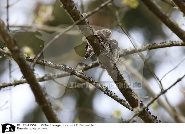 Eurasian pygmy owls / FF-11559