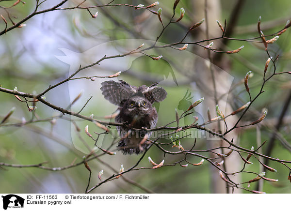 Eurasian pygmy owl / FF-11563