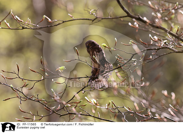 Eurasian pygmy owl / FF-11565