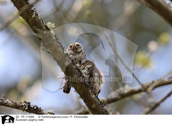 Eurasian pygmy owls / FF-11568