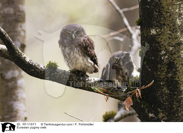 Eurasian pygmy owls / FF-11571