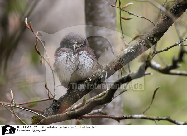 Eurasian pygmy owl / FF-11572