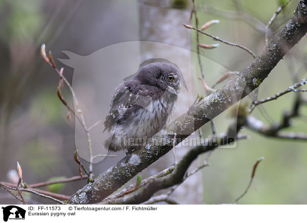 Eurasian pygmy owl / FF-11573
