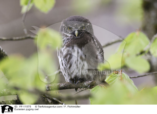 Eurasian pygmy owl / FF-11575
