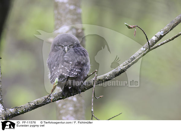 Eurasian pygmy owl / FF-11576