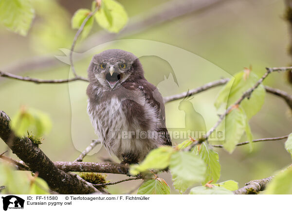 Eurasian pygmy owl / FF-11580