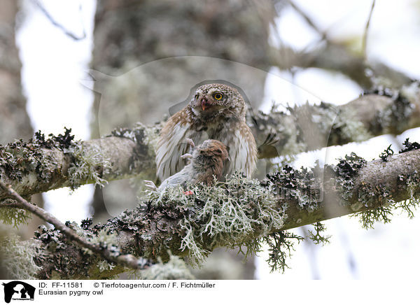 Eurasian pygmy owl / FF-11581