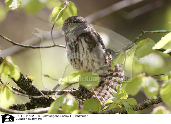 Eurasian pygmy owl / FF-11582