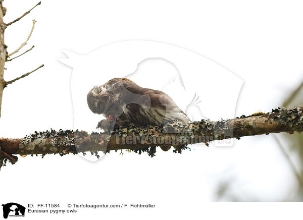 Eurasian pygmy owls / FF-11584