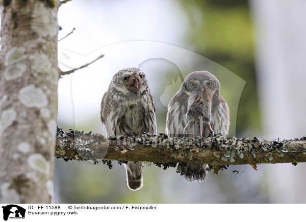 Eurasian pygmy owls / FF-11588