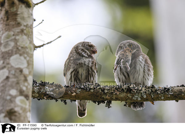 Eurasian pygmy owls / FF-11590