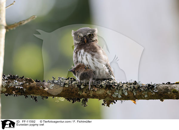 Eurasian pygmy owl / FF-11592