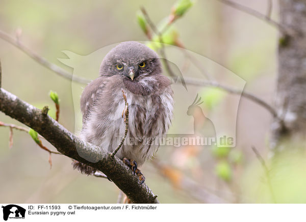 Eurasian pygmy owl / FF-11593