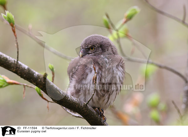 Eurasian pygmy owl / FF-11594