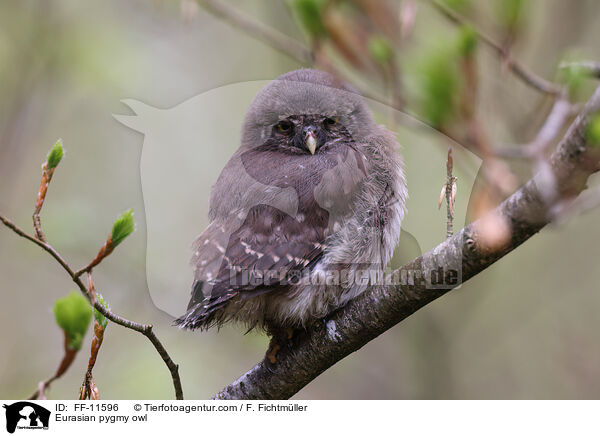 Eurasian pygmy owl / FF-11596