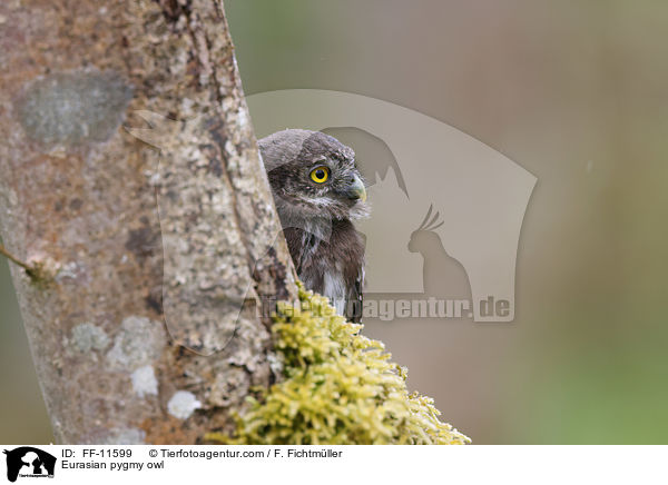 Eurasian pygmy owl / FF-11599