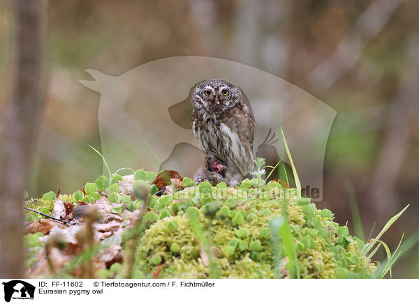 Sperlingskauz / Eurasian pygmy owl / FF-11602