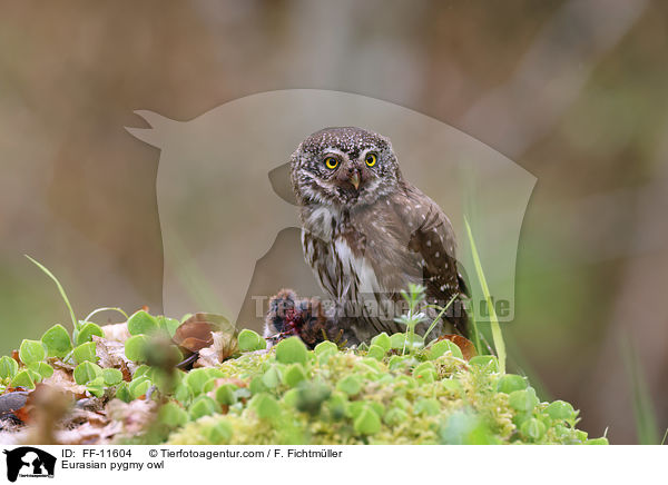 Eurasian pygmy owl / FF-11604