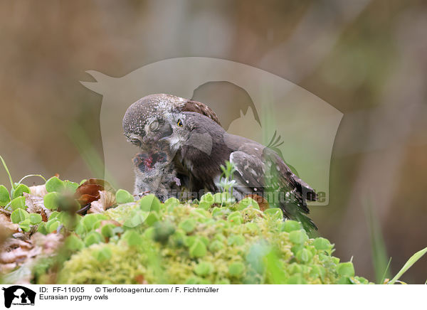 Eurasian pygmy owls / FF-11605
