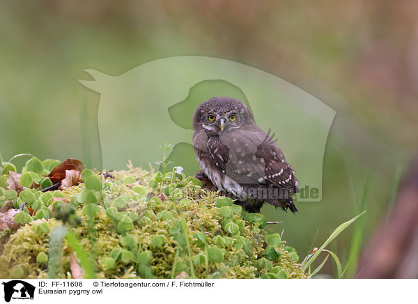 Eurasian pygmy owl / FF-11606