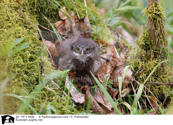 Eurasian pygmy owl / FF-11608