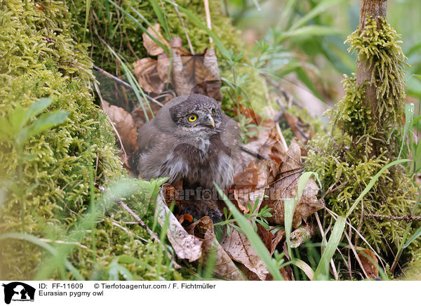 Eurasian pygmy owl / FF-11609