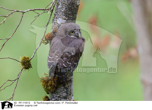 Eurasian pygmy owl / FF-11613