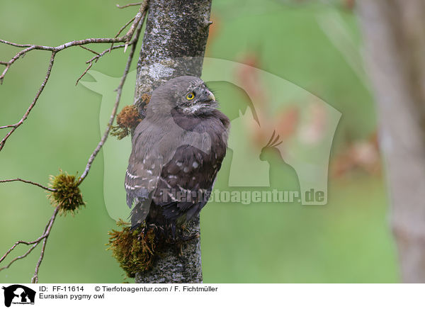 Eurasian pygmy owl / FF-11614