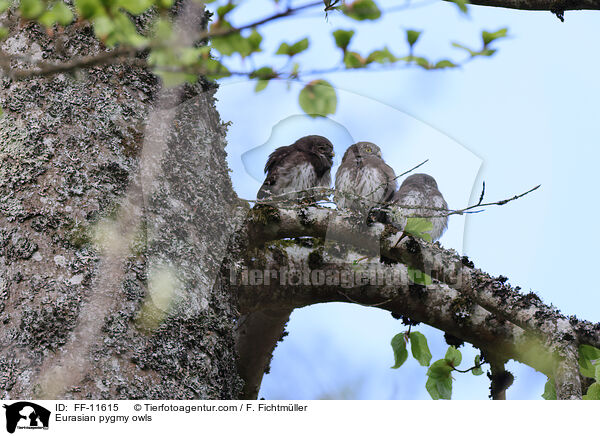 Eurasian pygmy owls / FF-11615
