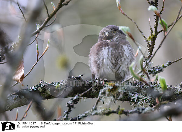 Eurasian pygmy owl / FF-11617
