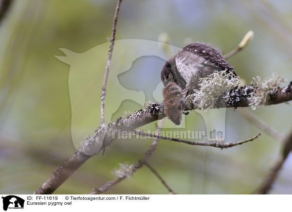 Eurasian pygmy owl / FF-11619