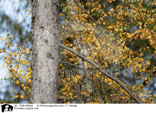 Eurasian pygmy owl / THA-09636