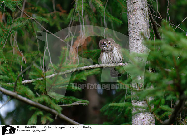 Eurasian pygmy owl / THA-09638