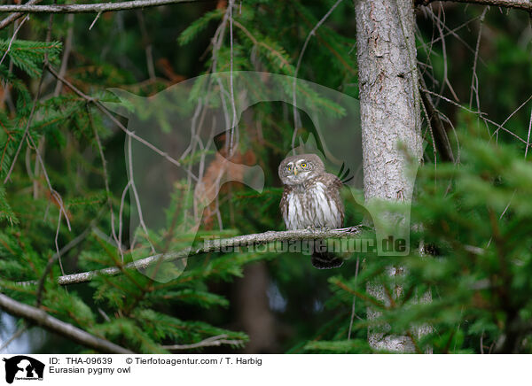Eurasian pygmy owl / THA-09639
