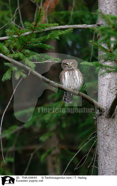 Eurasian pygmy owl / THA-09640