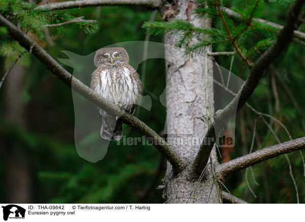 Eurasian pygmy owl / THA-09642