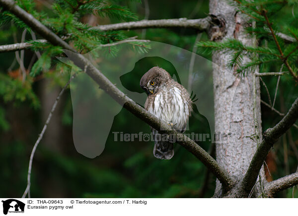 Eurasian pygmy owl / THA-09643