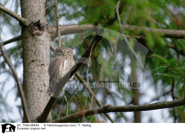 Eurasian pygmy owl / THA-09644